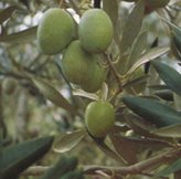 Olivo Ascolana - Tipo di coltivazione : OLIVO 2 ANNI EXTRA 120 OLTRE