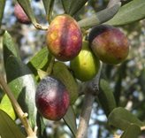 Olivo Taggiasca - Tipo di coltivazione : OLIVO 2 ANNI 100/120