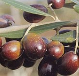 Olivo Pendolino - Tipo di coltivazione : OLIVO 2 ANNI EXTRA 120 OLTRE