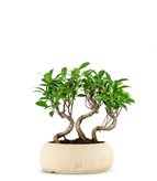 Ficus Boschetto M (SCEGLI IL COLORE: Marrone)