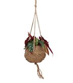 Begonia maculata in fibra di cocco - Colore : Fibra di cocco