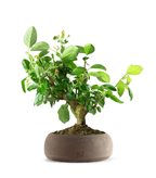 Melo bonsai | 10 anni (SCEGLI IL COLORE: Bianco)