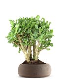 Crassula arborescens - Tipologia di Vaso : Zen Brown B
