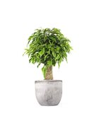 Ficus benjamin -  tronchetto - Tipologia di Vaso : CASPOT cemento