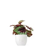 Begonia Rex tricolore - Tipologia di Vaso : CASPOT bianco
