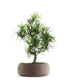 Podocarpus L - Tipologia di Vaso : Zen Brown B