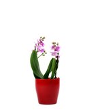 Orchidea rosa vaso rosso
