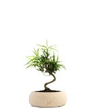 Podocarpus S - Tipologia di Vaso : Zen Off-White S