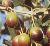 Olivo Frantoio - Tipo di coltivazione : OLIVO 2 ANNI 100/120