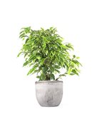 Ficus benjamin - variegato - Colore : Cemento