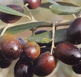 Olivo Maurino - Tipo di coltivazione : OLIVO 2 ANNI 100/120