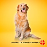 APOQUEL MASTICABILE 16 MG (20 cpr) - Trattamento delle dermatiti per cani medio-grandi