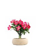 Rosa del deserto | Adenium - Tipologia di Vaso : Zen Brown S