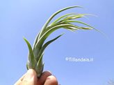 Tillandsia paucifolia L