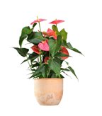 Anthurium rosa - Colore : Terracotta