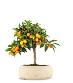 Fortunella margarita | Kumquat - Colore : Bianco
