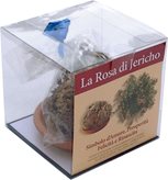 ROSA DI GERICO jericho, pianta selaginella lwpidophylla - Sfusa o confezionata? : Sfusa