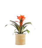 Guzmania Fiero Orange - Tipologia di Vaso : Vulcano Brown