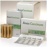 Anas coccinum h17 30 f glo