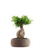 Ficus Ginseng M - Colore : Marrone