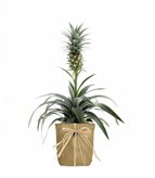 Pineapple Corona| Pianta ananas - Tipologia di Vaso : CASPOT cemento
