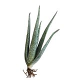 Pianta Aloe Vera Barbadensis - 2 Piantine