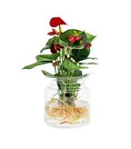Anthurium Rosso Idroponica