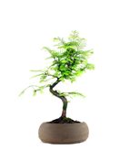 Metasequoia - Tipologia di Vaso : Zen Brown S