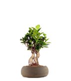 Ficus Ginseng S - Colore : Nero Space
