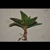 Pianta Aloe Saponaria Ornamentale