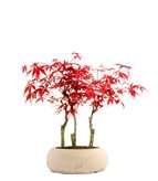 Acero rosso boschetto M - Colore : Bianco