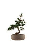 Pinus Pentaphilla M - Tipologia di Vaso : Zen Brown S