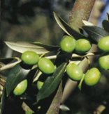 Olivo Biancheria Istriana - Tipo di coltivazione : OLIVO 2 ANNI EXTRA 120 OLTRE