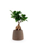 Ficus Ginseng - Tipologia di Vaso : CASPOT cemento