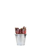 Sarracenia Maroon - Colore : Terracotta