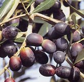 Olivo Leccino - Tipo di coltivazione : OLIVO 2 ANNI EXTRA 120 OLTRE