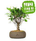 Ficus Retusa bonsai (SCEGLI IL COLORE: Marrone)
