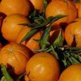 Arance miste Washington, Tarocco, Vaniglia - Peso Frutta : 8 Kg