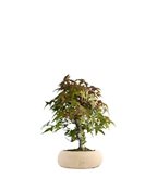 Acero Deshojo bonsai impalcato - Colore : Bianco