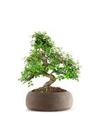 Olmo bonsai  M - Colore : Bianco