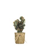 Cereus peruviano monstruoso variegato - Tipologia di Vaso : Latta Hipster gialla