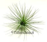 Tillandsia filifolia R