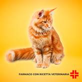 PROFENDER SPOT ON (0,7 ml) – Per il trattamento di infestazioni parassitarie nei gatti
