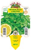 Pianta Basilico al limone Orto Mio vaso 10