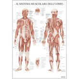 Poster 67x100 cm Sistema Muscolare dell'Uomo MS37PL Belletti