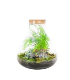Terrarium in vetro con mix piante verdi