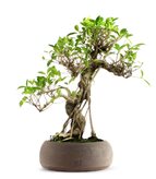 Ficus Retusa XL - Tipologia di Vaso : Zen Brown B