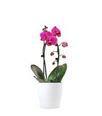 Orchidea Arco | Fiore fucsia