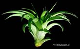 Tillandsia brachycaulos multiflora L