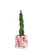 Sansevieria Twister - Tipologia di Vaso : Camino Pollock Red